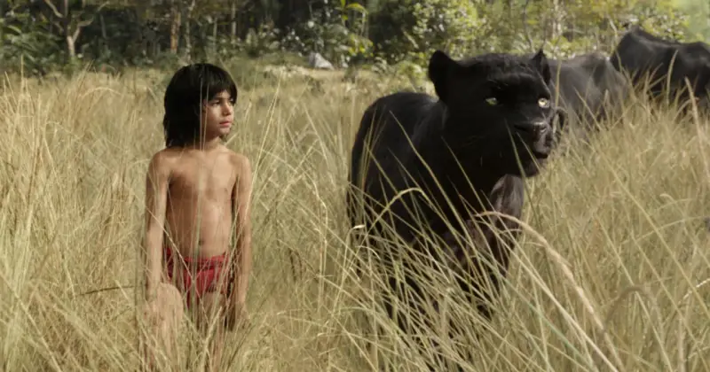 Mowgli stoi w wysokiej trawie obok czarnej pantery.